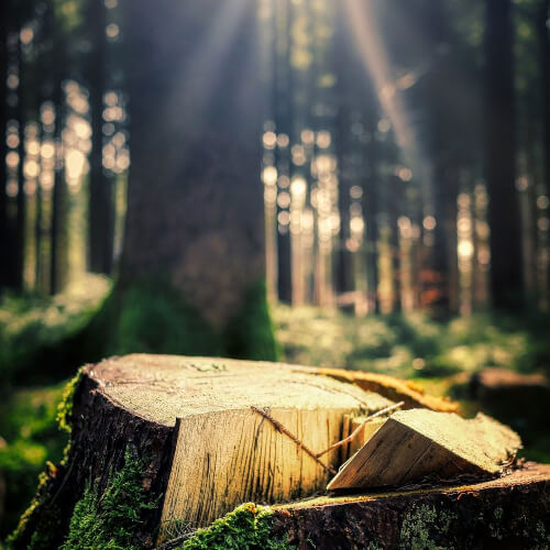 Abattage des arbres sécurisé