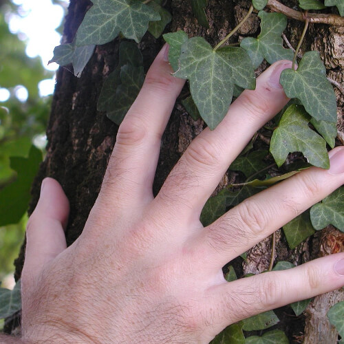 Entretien des arbres